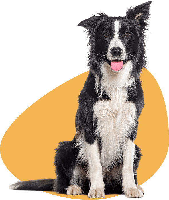 Black-and-white Border Collie sitting, tongue out
