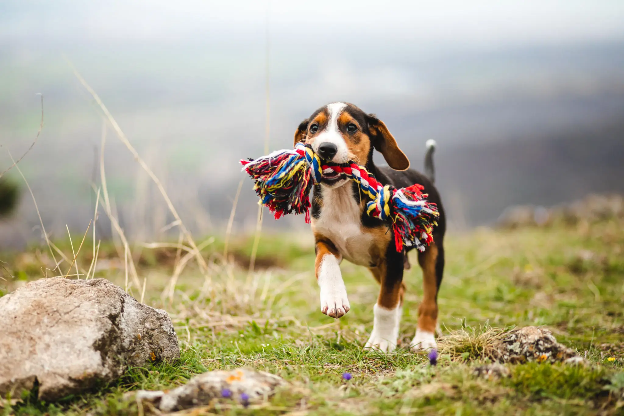 Beagle puppy running with colorful rope toy