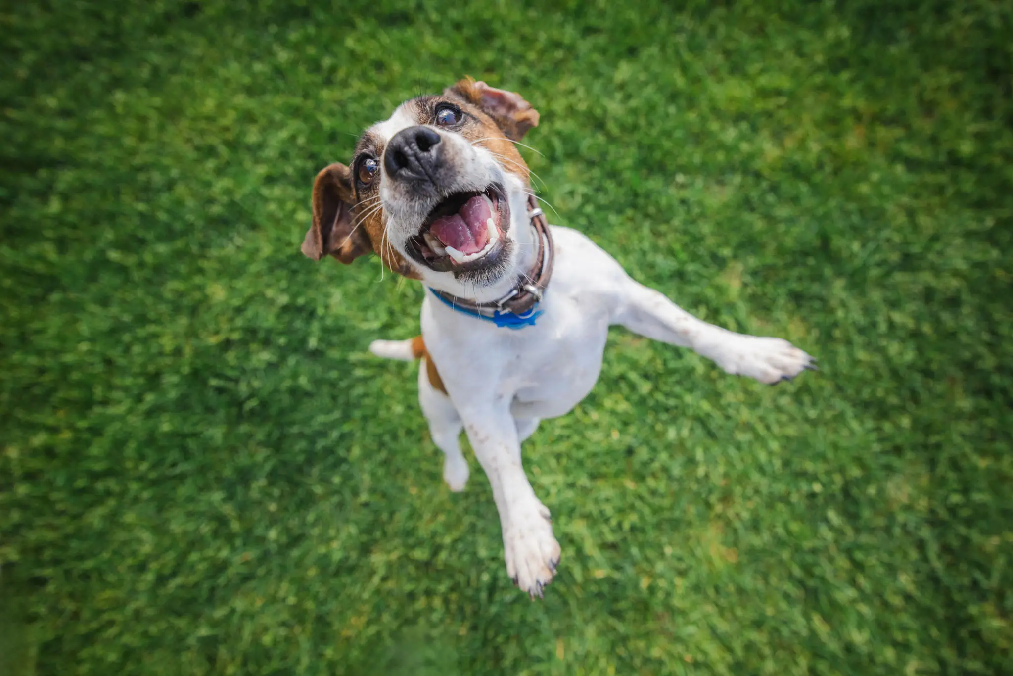 Happy dog jumping on green grass