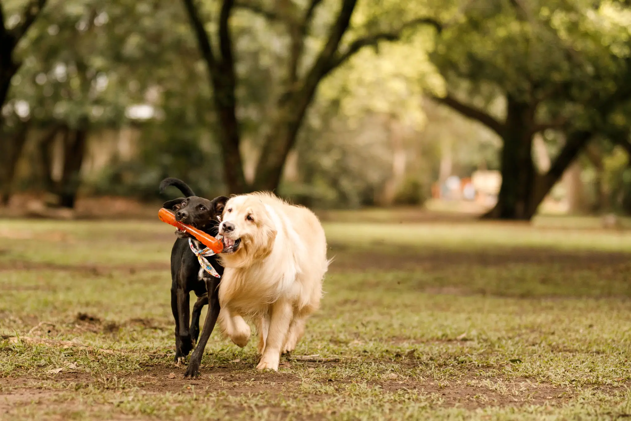 Black and golden dogs sharing orange toy