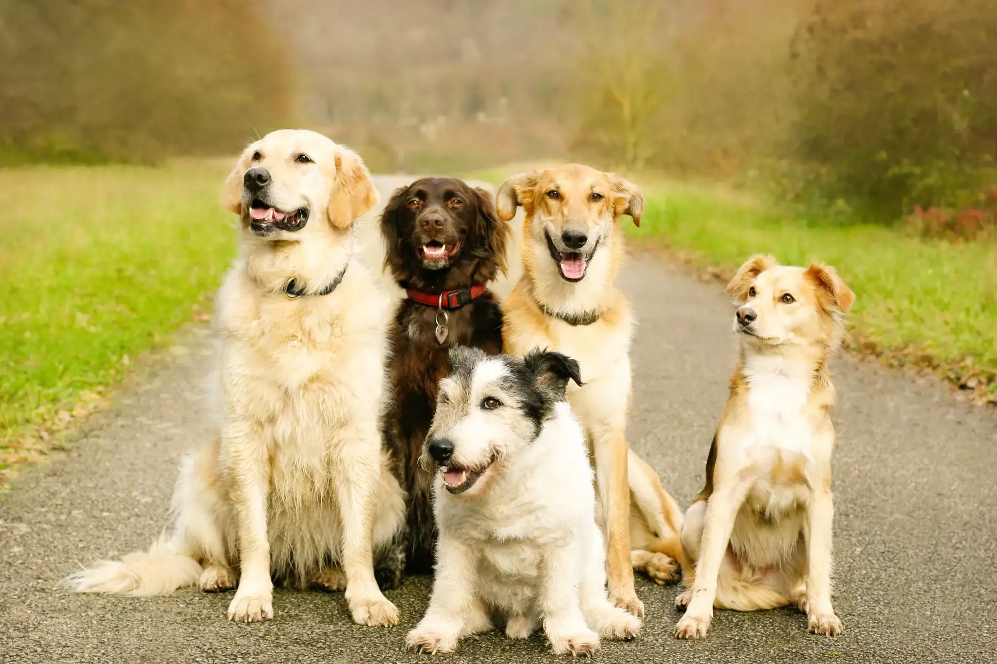 Five friendly dogs posing on rural lane