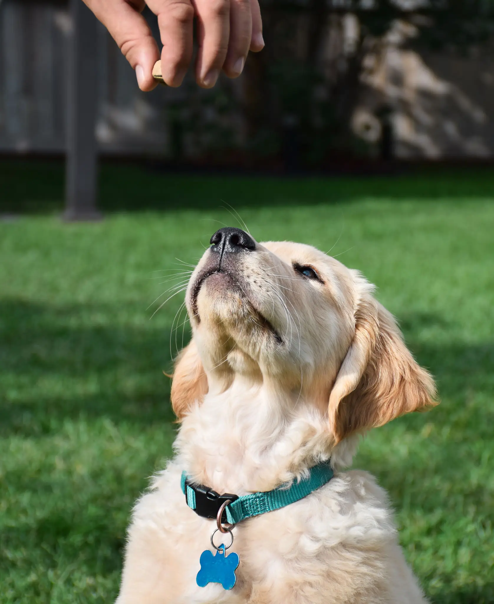Golden retriever puppy gazing up at treat